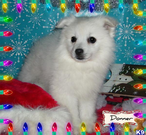 American Eskimo Dog Puppies